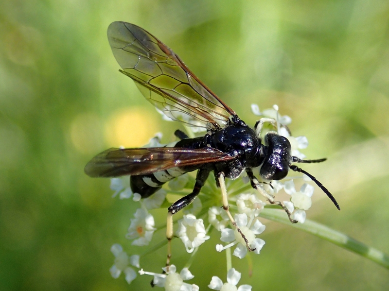 Tenthredo bifasciata